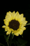 Helianthus annuus CV RCP8-09 094 'Valentine'.jpg